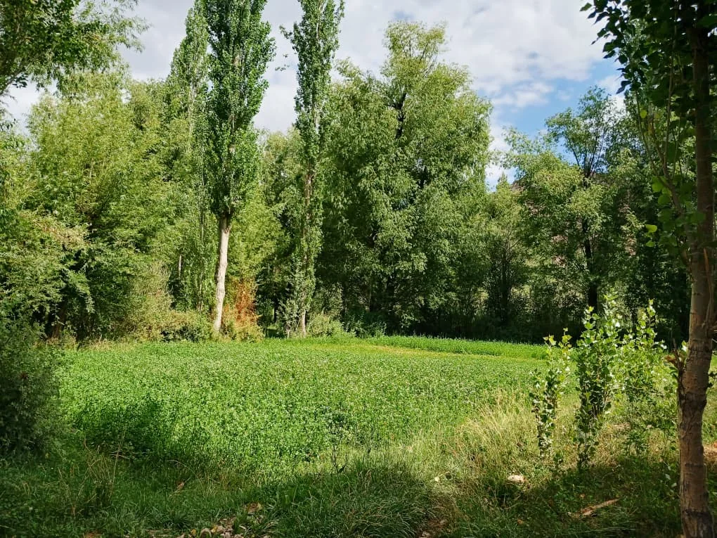 A green field ringed by tall poplars and willows on a summer day.