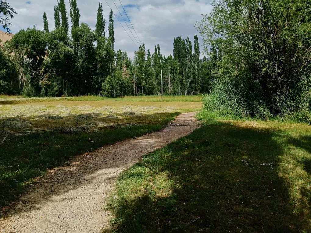 A footpath curves past a freshly cut hay field towards the poplars.