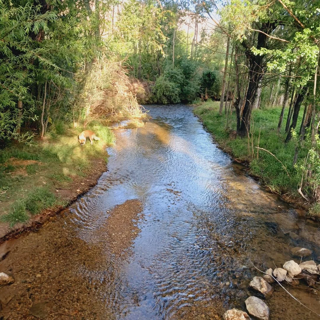 A clear, shallow stream runs between willows and grassy banks.