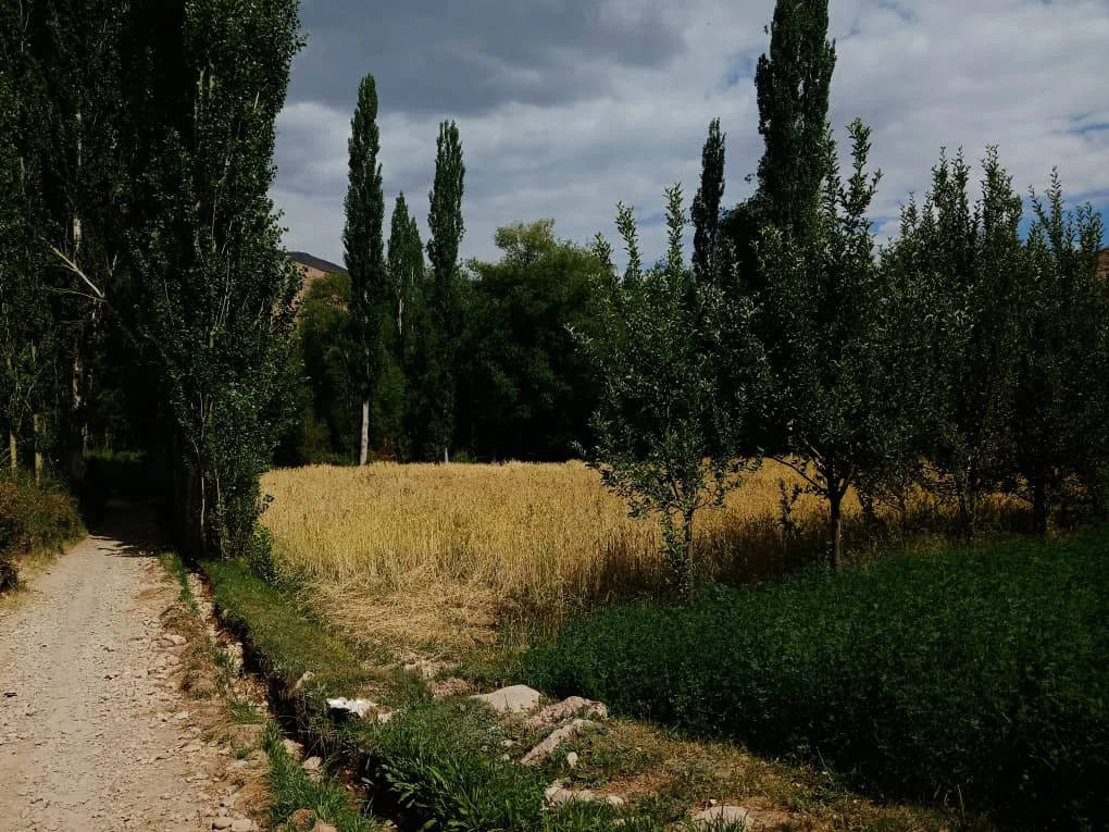 A field of ripe grain beside rows of young trees and a stony village path.